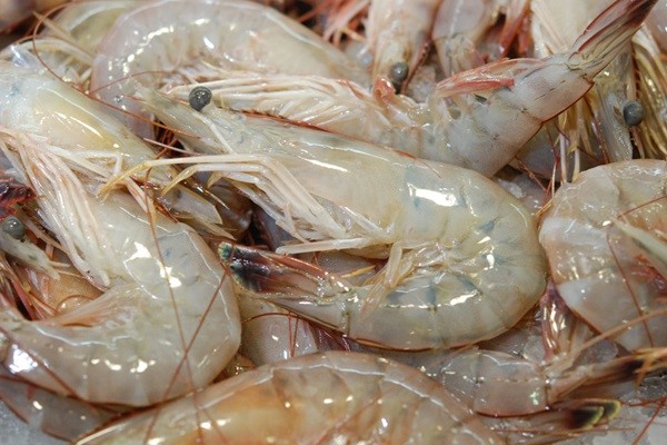 مقایسه قیمت ماهی و میگو در فروشگاه حضوری و آنلاین
